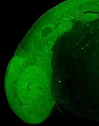 Anti-CtBP1 antibody [N1C1] used in IHC (Whole mount) (IHC-Wm). GTX111246