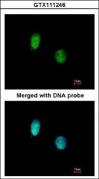 Anti-CtBP1 antibody [N1C1] used in Immunocytochemistry/ Immunofluorescence (ICC/IF). GTX111246