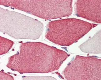 Anti-APIP antibody [N1C3] used in IHC (Paraffin sections) (IHC-P). GTX111264