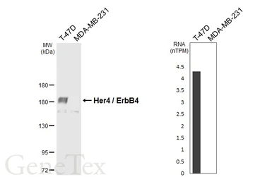 Anti-Her4 / ErbB4 antibody [C1C3] used in Western Blot (WB). GTX111276