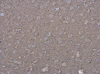 Anti-P2X7 antibody used in IHC (Paraffin sections) (IHC-P). GTX111284