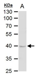Anti-DUSP6 antibody [N2C3] used in Western Blot (WB). GTX111292