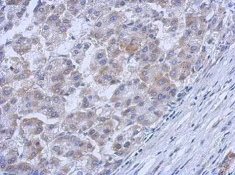 Anti-c-Abl antibody used in IHC (Paraffin sections) (IHC-P). GTX111317
