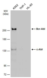 Anti-c-Abl antibody used in Western Blot (WB). GTX111317