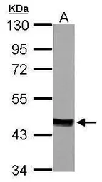 Anti-MVD antibody used in Western Blot (WB). GTX111324