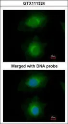 Anti-MVD antibody used in Immunocytochemistry/ Immunofluorescence (ICC/IF). GTX111324