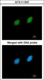 Anti-STK40 antibody [N3C3] used in Immunocytochemistry/ Immunofluorescence (ICC/IF). GTX111337