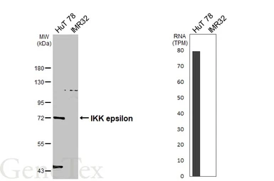 Anti-IKK epsilon antibody [C2C3], C-term used in Western Blot (WB). GTX111350