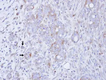 Anti-DGKG antibody [C1C3] used in IHC (Paraffin sections) (IHC-P). GTX111375
