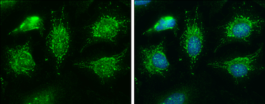 Anti-BCKDHA antibody [C1C3] used in Immunocytochemistry/ Immunofluorescence (ICC/IF). GTX111382