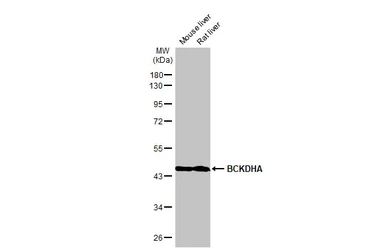 Anti-BCKDHA antibody [C1C3] used in Western Blot (WB). GTX111382