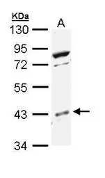 Anti-p38 beta antibody [N3C3] used in Western Blot (WB). GTX111388