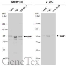 Anti-WEE1 antibody [N3C2], Internal used in Western Blot (WB). GTX111392