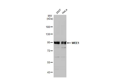 Anti-WEE1 antibody [N3C2], Internal used in Western Blot (WB). GTX111392