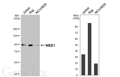Anti-WEE1 antibody [N3C2], Internal used in Western Blot (WB). GTX111392