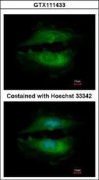 Anti-PASK antibody [C2C3-2], C-term used in Immunocytochemistry/ Immunofluorescence (ICC/IF). GTX111433