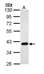 Anti-PTK9 antibody used in Western Blot (WB). GTX111439