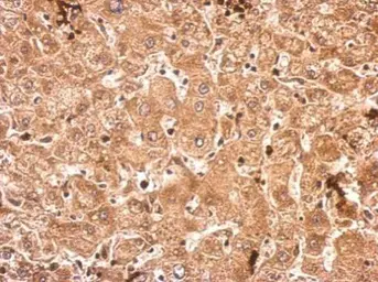 Anti-STK23 antibody used in IHC (Paraffin sections) (IHC-P). GTX111444