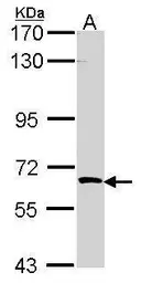 Anti-STK23 antibody used in Western Blot (WB). GTX111444