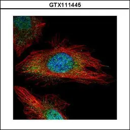 Anti-TYK2 antibody [N1N2], N-term used in Immunocytochemistry/ Immunofluorescence (ICC/IF). GTX111445