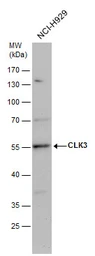 Anti-CLK3 antibody used in Western Blot (WB). GTX111451