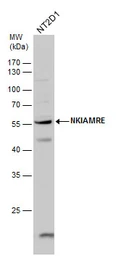 Anti-NKIAMRE antibody used in Western Blot (WB). GTX111475