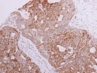 Anti-FASTKD3 antibody [C1C3-2] used in IHC (Paraffin sections) (IHC-P). GTX111480