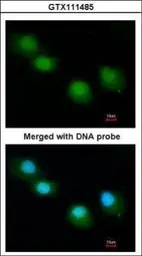 Anti-Ubiquilin 1 antibody [N1C1] used in Immunocytochemistry/ Immunofluorescence (ICC/IF). GTX111485