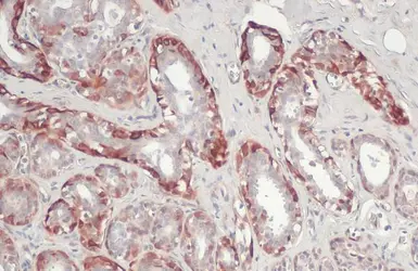 Anti-NELL1 antibody [C1C3] used in IHC (Paraffin sections) (IHC-P). GTX111493