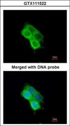 Anti-OXSR1 antibody [N1C1] used in Immunocytochemistry/ Immunofluorescence (ICC/IF). GTX111522