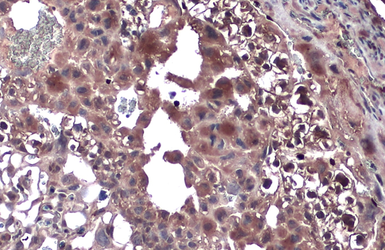Anti-TLR9 antibody [N1N2], N-term used in IHC (Paraffin sections) (IHC-P). GTX111547