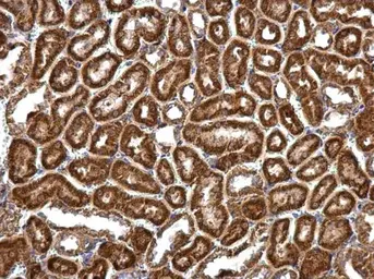 Anti-RNPEPL1 antibody used in IHC (Paraffin sections) (IHC-P). GTX111563