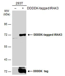 Anti-IRAK3 antibody used in Western Blot (WB). GTX111573