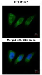 Anti-PKN2 antibody [N1N3] used in Immunocytochemistry/ Immunofluorescence (ICC/IF). GTX111577