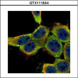 Anti-LYN antibody used in Immunocytochemistry/ Immunofluorescence (ICC/IF). GTX111584