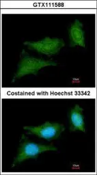 Anti-Raf1 antibody [N1C1-2] used in Immunocytochemistry/ Immunofluorescence (ICC/IF). GTX111588