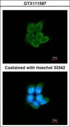 Anti-PFKM antibody [C1C3] used in Immunocytochemistry/ Immunofluorescence (ICC/IF). GTX111597