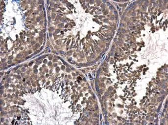 Anti-ASZ1 antibody used in IHC (Paraffin sections) (IHC-P). GTX111618