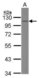 Anti-CD34 antibody [N1C1] used in Western Blot (WB). GTX111633