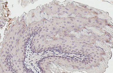 Anti-EFEMP1 antibody used in IHC (Paraffin sections) (IHC-P). GTX111657