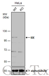 Anti-IDE antibody [N1N2], N-term used in Western Blot (WB). GTX111663
