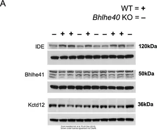 Anti-IDE antibody [N3C1], Internal used in Western Blot (WB). GTX111664