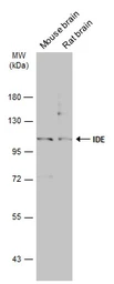 Anti-IDE antibody [N3C1], Internal used in Western Blot (WB). GTX111664