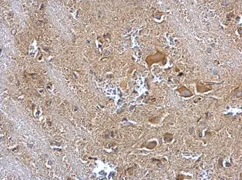 Anti-IDE antibody [N3C1], Internal used in IHC (Paraffin sections) (IHC-P). GTX111664