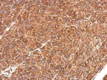 Anti-IDE antibody [N3C1], Internal used in IHC (Paraffin sections) (IHC-P). GTX111664