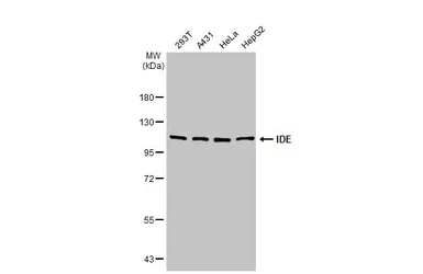 Anti-IDE antibody [N3C1], Internal used in Western Blot (WB). GTX111664