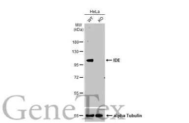 Anti-IDE antibody [N3C1], Internal used in Western Blot (WB). GTX111664
