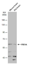 Anti-PDE1A antibody used in Western Blot (WB). GTX111687