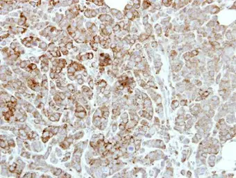 Anti-PDE1A antibody used in IHC (Paraffin sections) (IHC-P). GTX111687