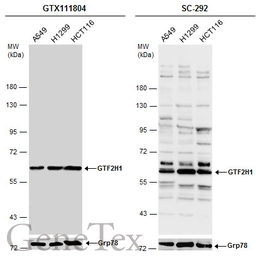 Anti-GTF2H1 antibody [N1C1] used in Western Blot (WB). GTX111804